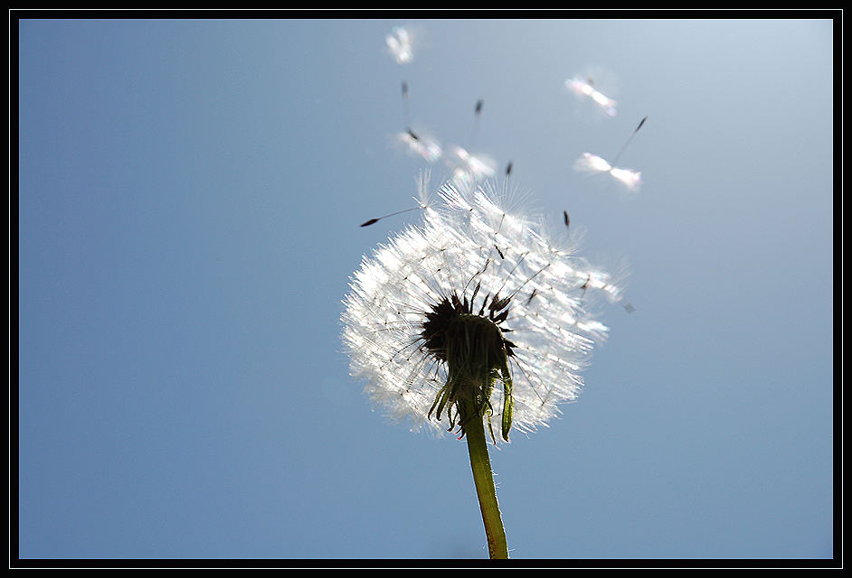 Pusteblume