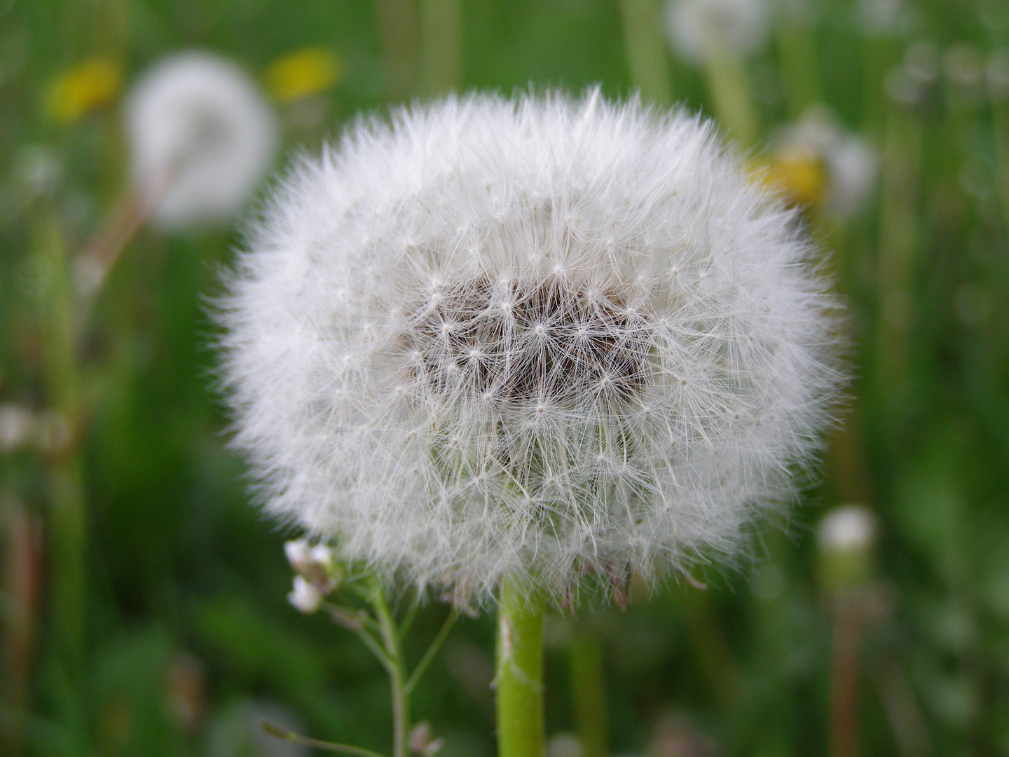 Pusteblume