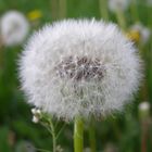 Pusteblume