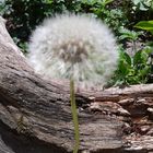 Pusteblume