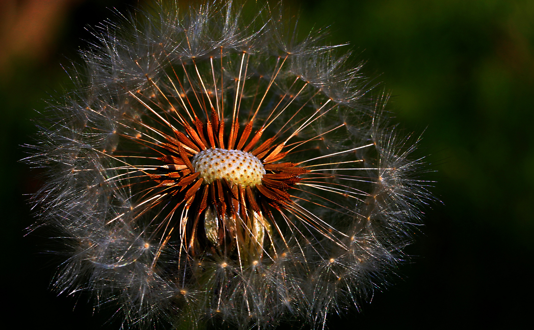 Pusteblume