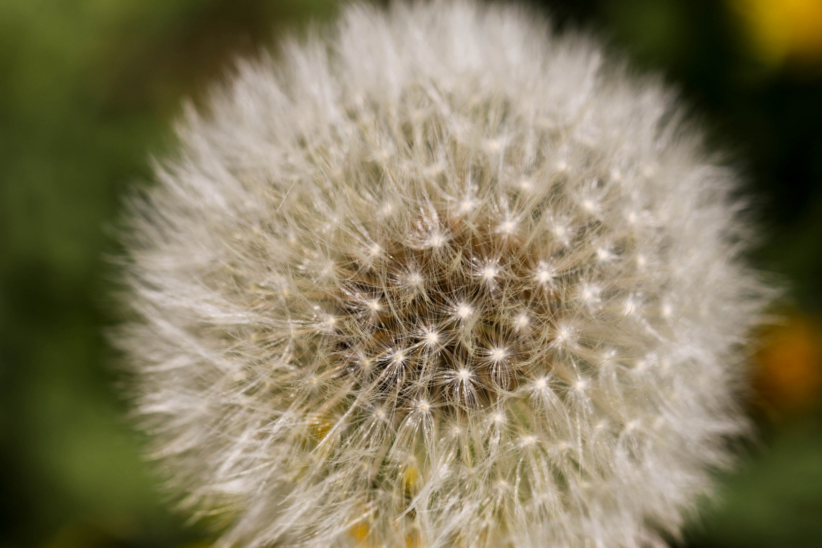 Pusteblume