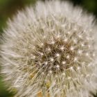 Pusteblume