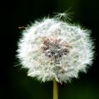 Pusteblume