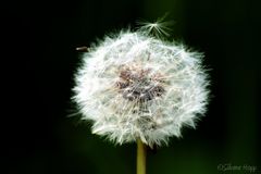 Pusteblume