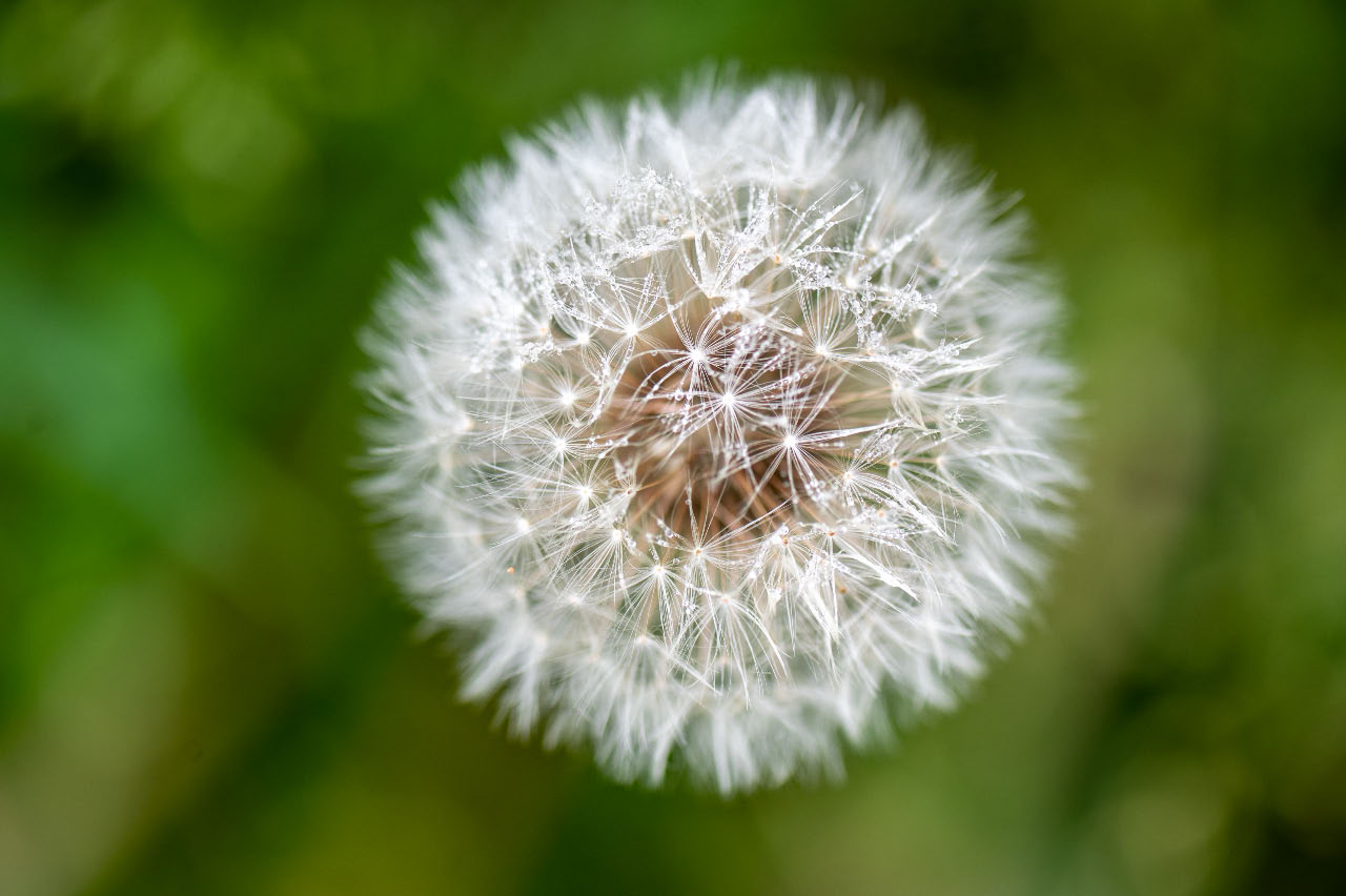 Pusteblume