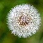 Pusteblume