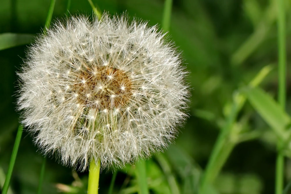 Pusteblume