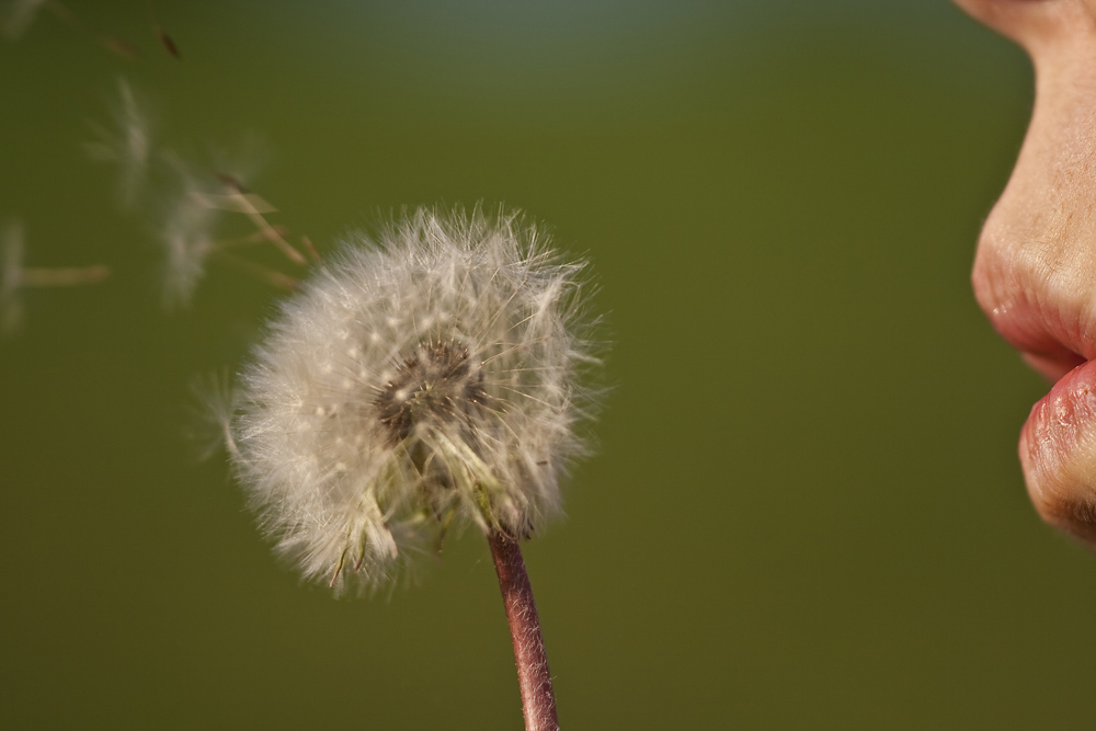 "Pusteblume"