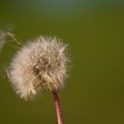 "Pusteblume"