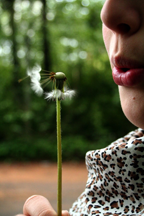 Pusteblume