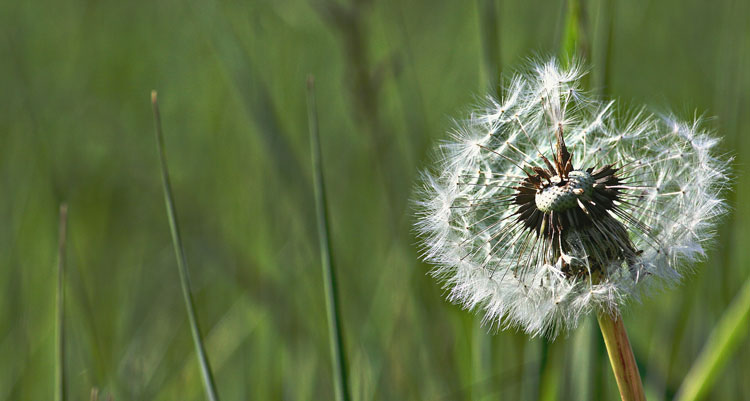 Pusteblume