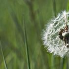 Pusteblume