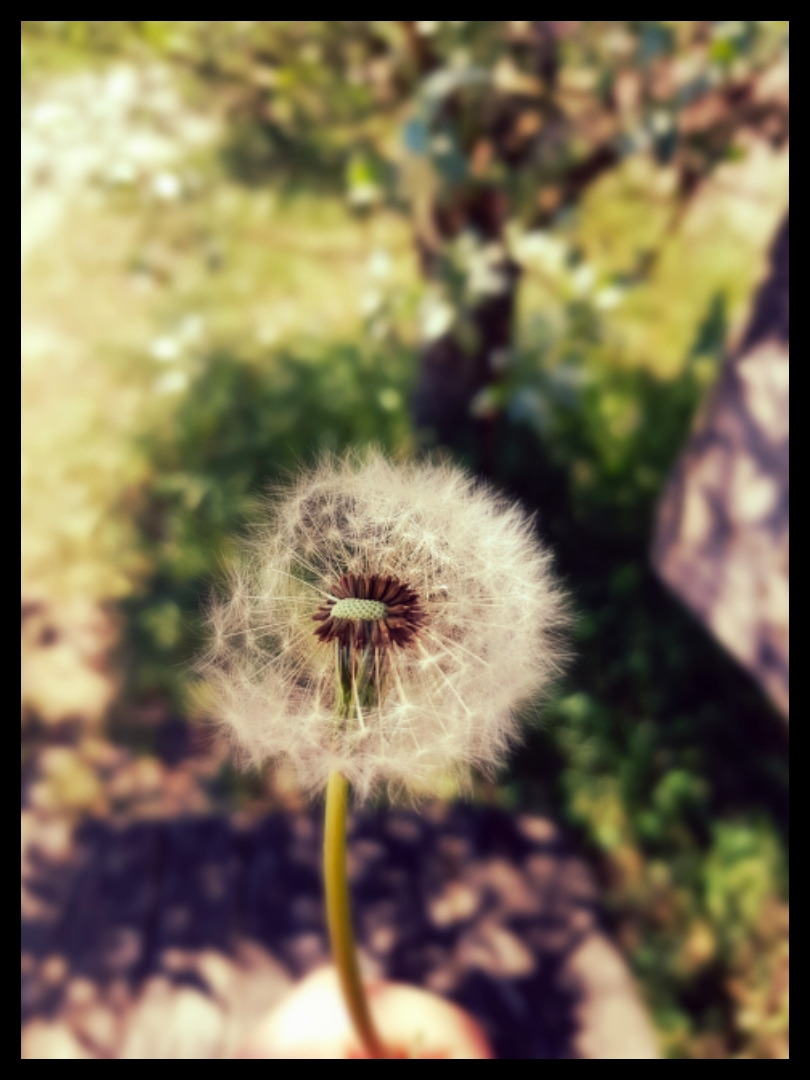 _______Pusteblume___________