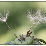 Pusteblume