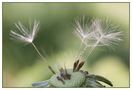 Pusteblume von P. Mike 