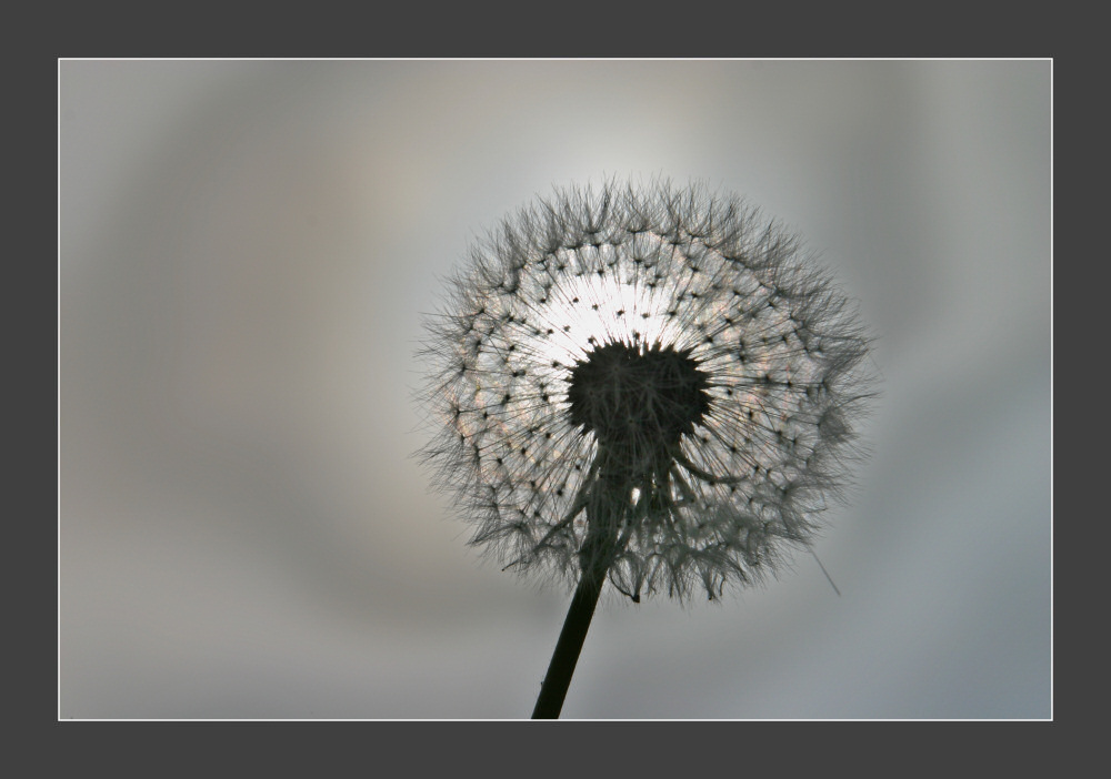 Pusteblume