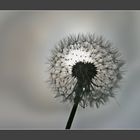 Pusteblume