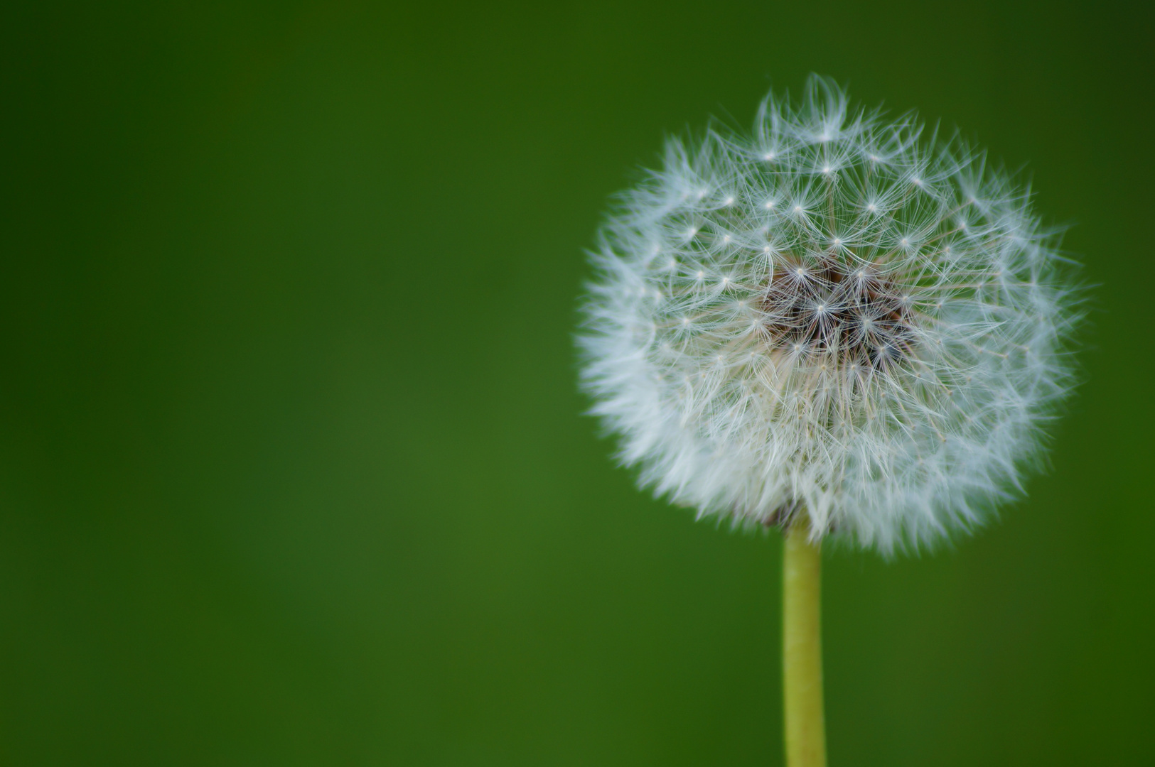 Pusteblume