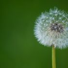 Pusteblume