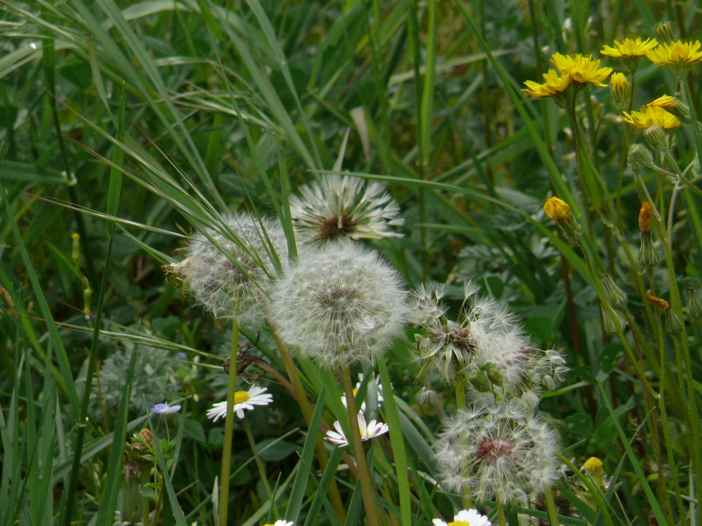 Pusteblume