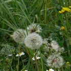 Pusteblume