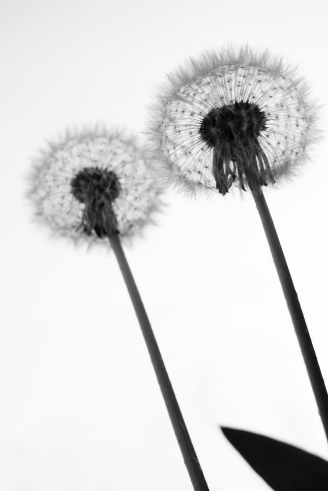 Pusteblume by sebastian83 