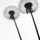 Pusteblume