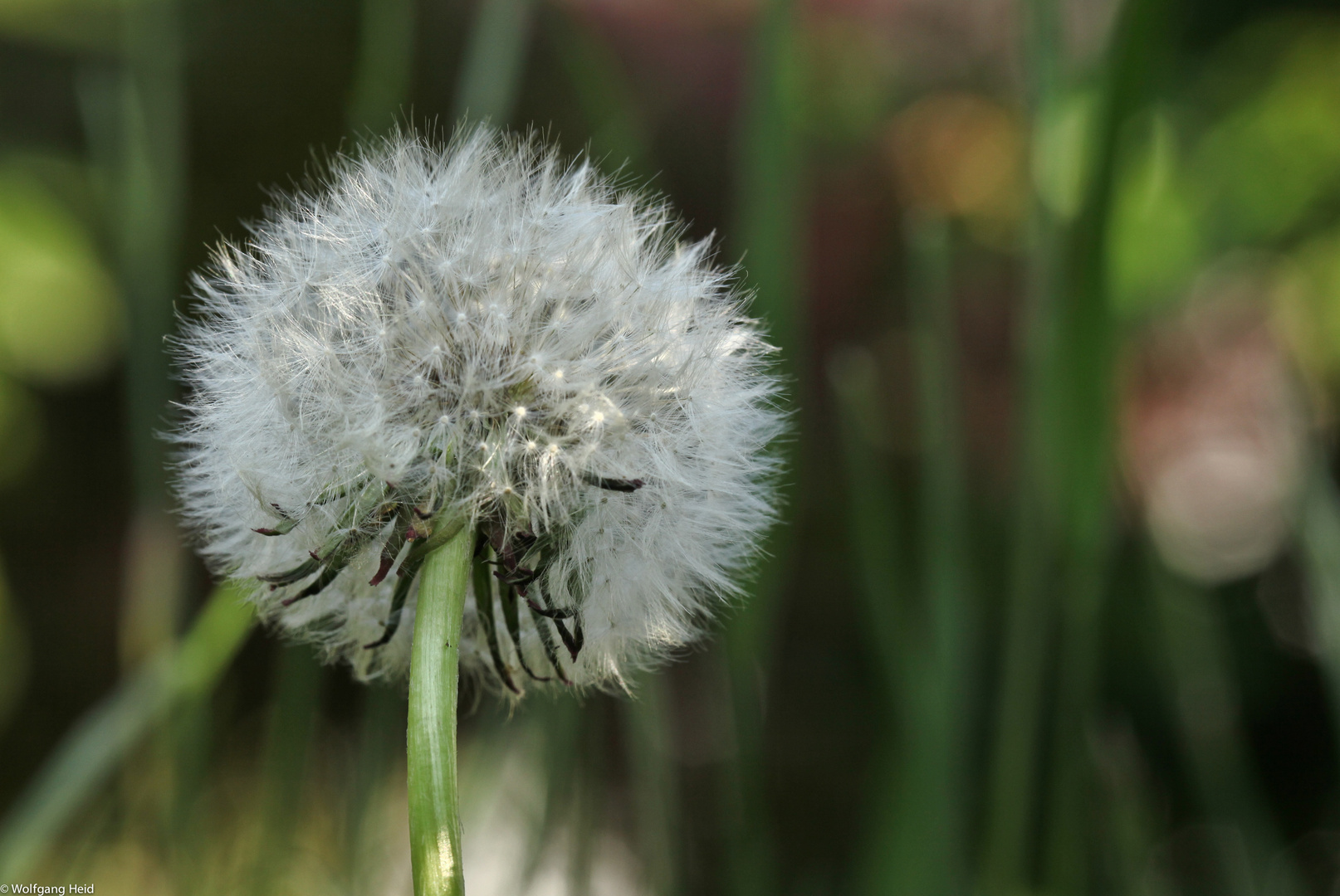 Pusteblume