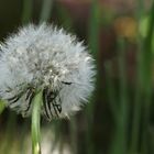 Pusteblume