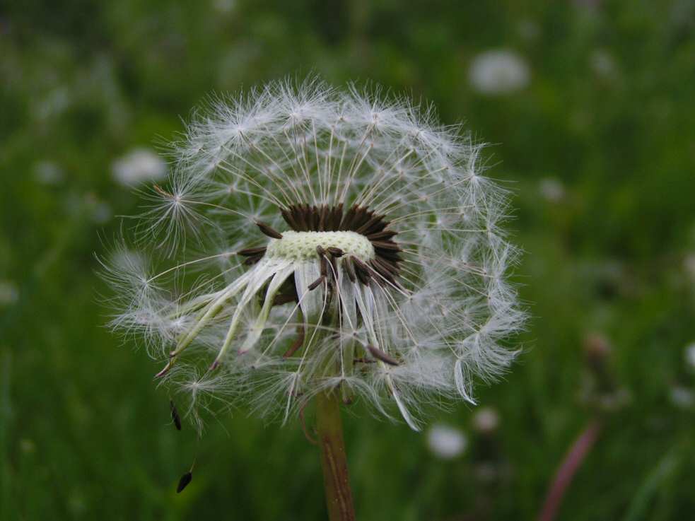 Pusteblume