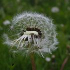 Pusteblume