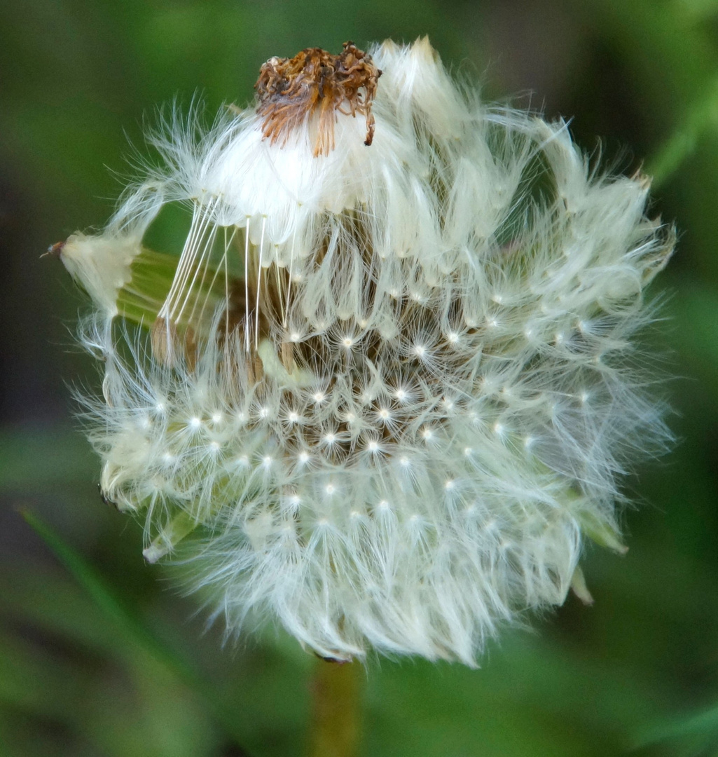 Pusteblume