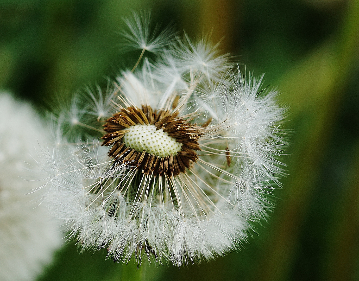 Pusteblume