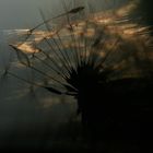 Pusteblume