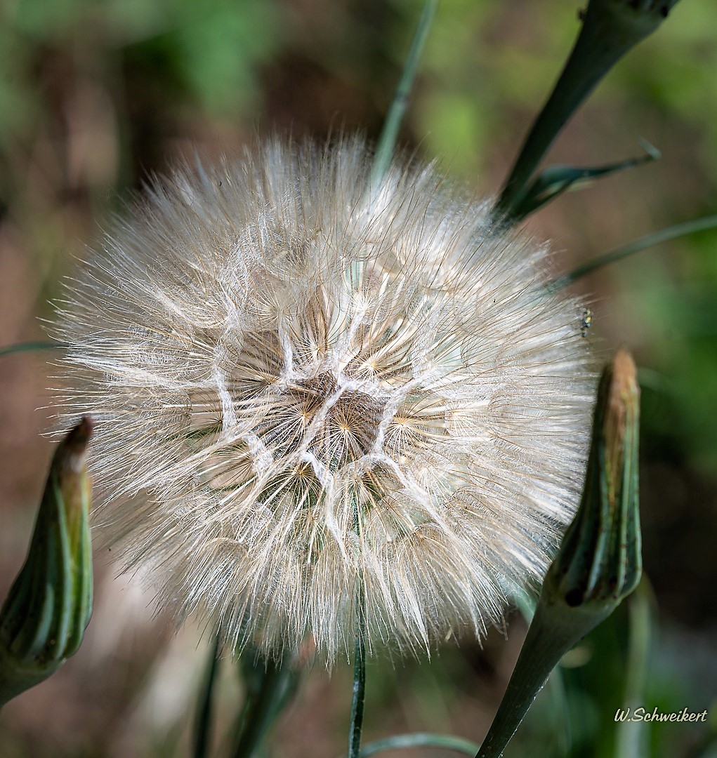 Pusteblume 