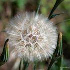 Pusteblume 