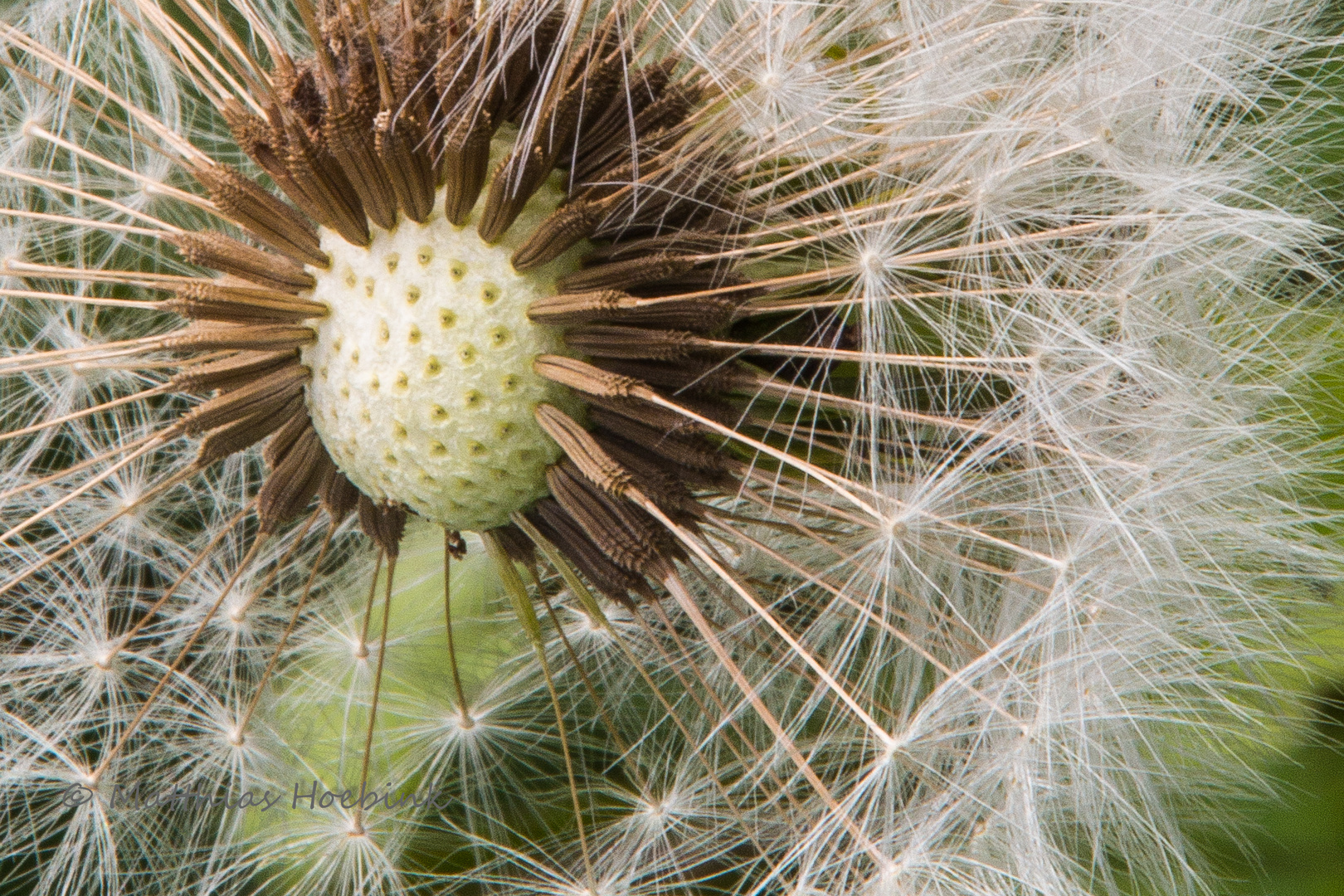 Pusteblume