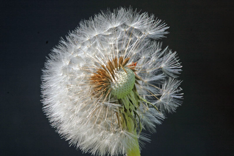 Pusteblume