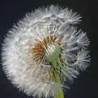 Pusteblume