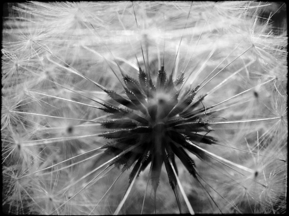 Pusteblume