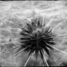 Pusteblume