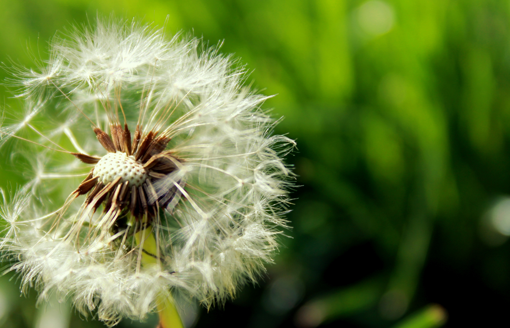 PUSTEBLUME