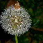 Pusteblume