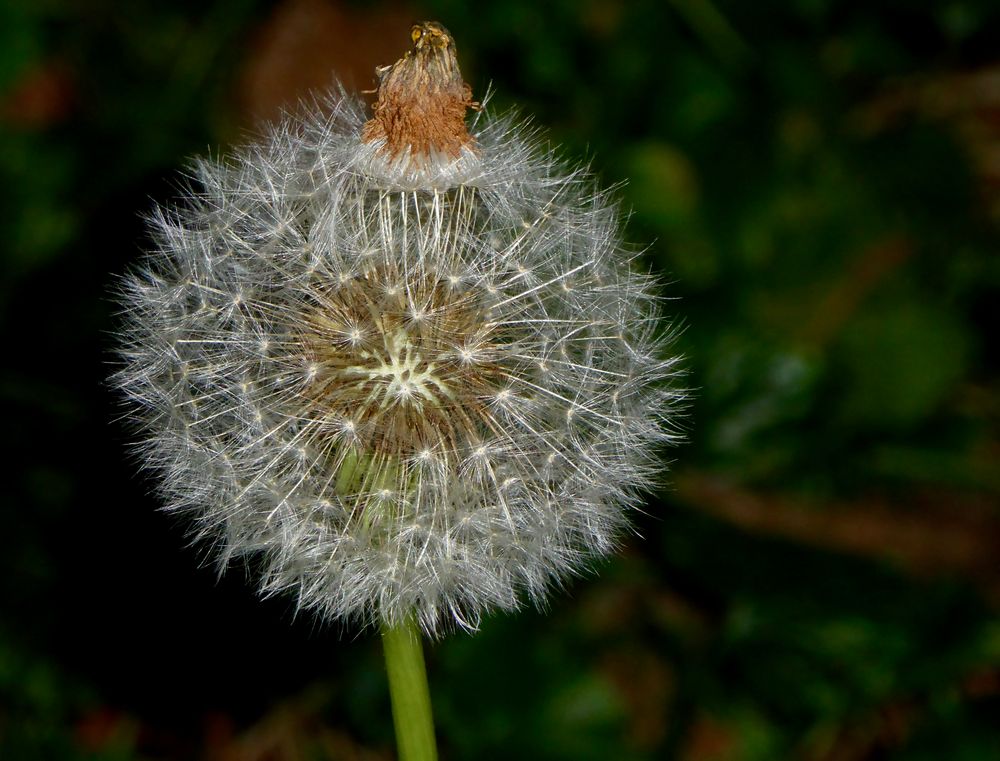 Pusteblume