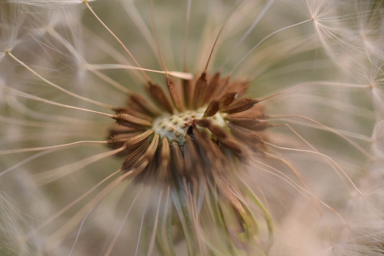 Pusteblume