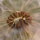 Pusteblume