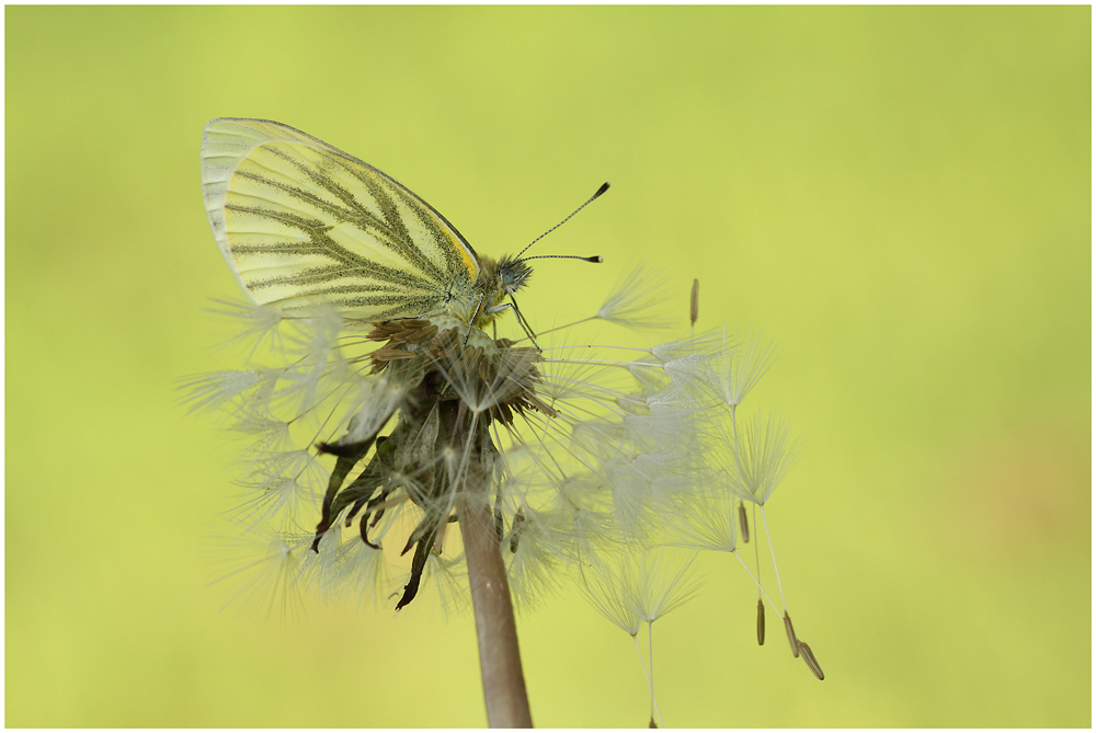 "PUSTEBLUME"