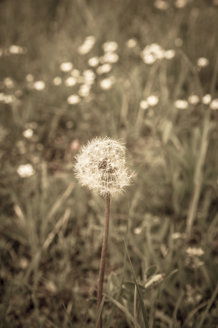 Pusteblume