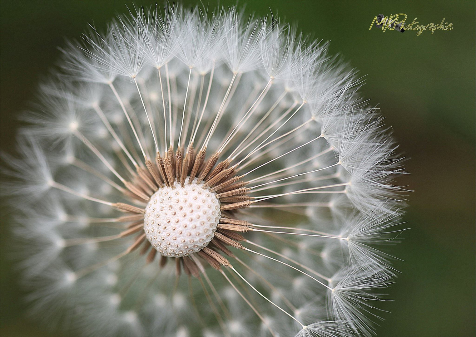 Pusteblume